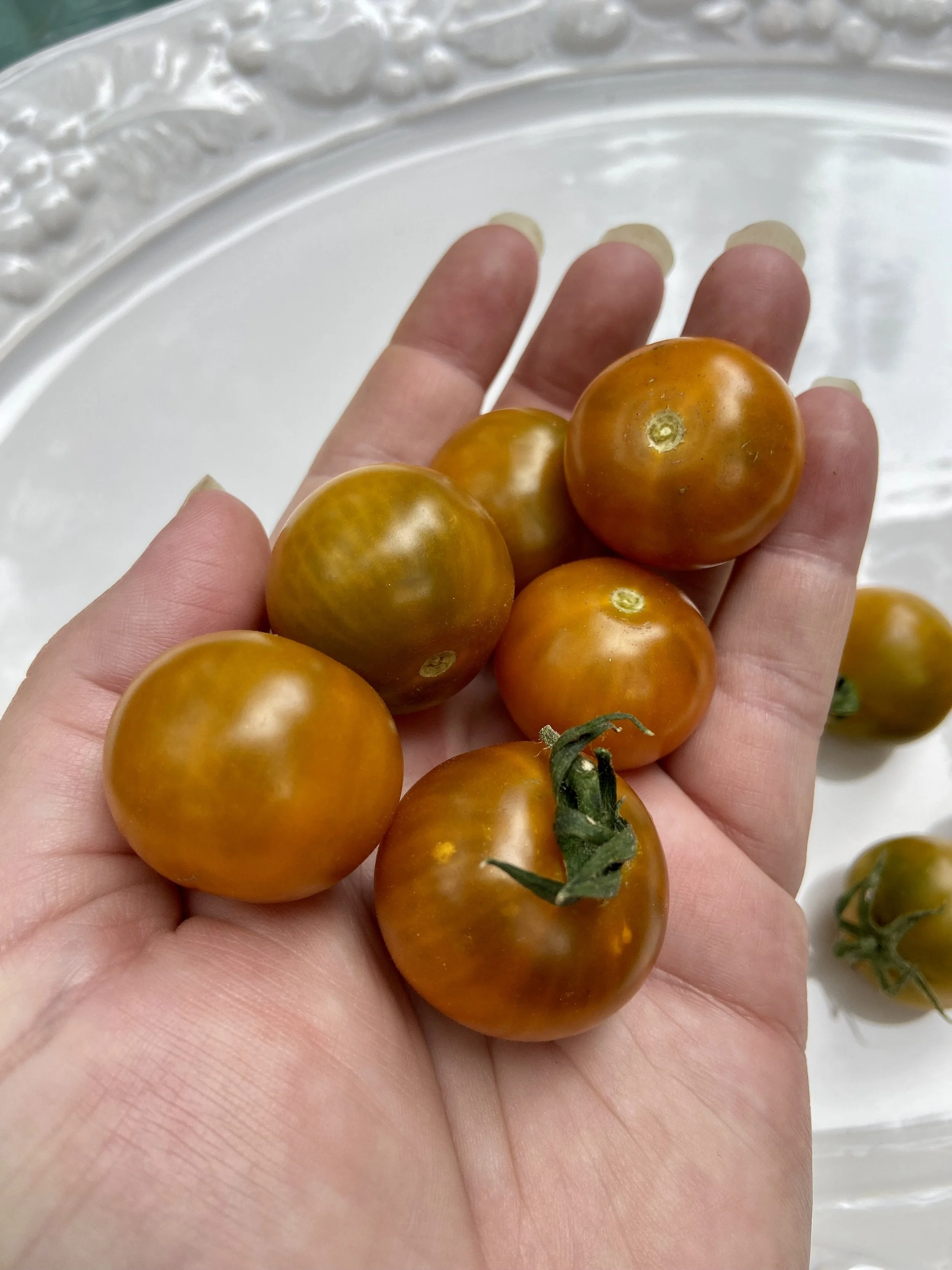 Dark Orange Muscat Tomato (Rare) — Elevated Gardening